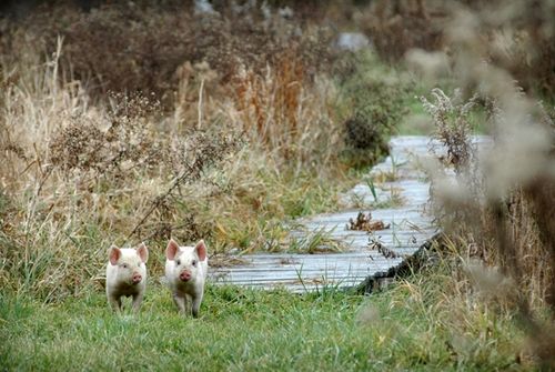 我們的環(huán)境會(huì)好嗎？——“數(shù)說”大氣、水、土壤污染防治三大戰(zhàn)役